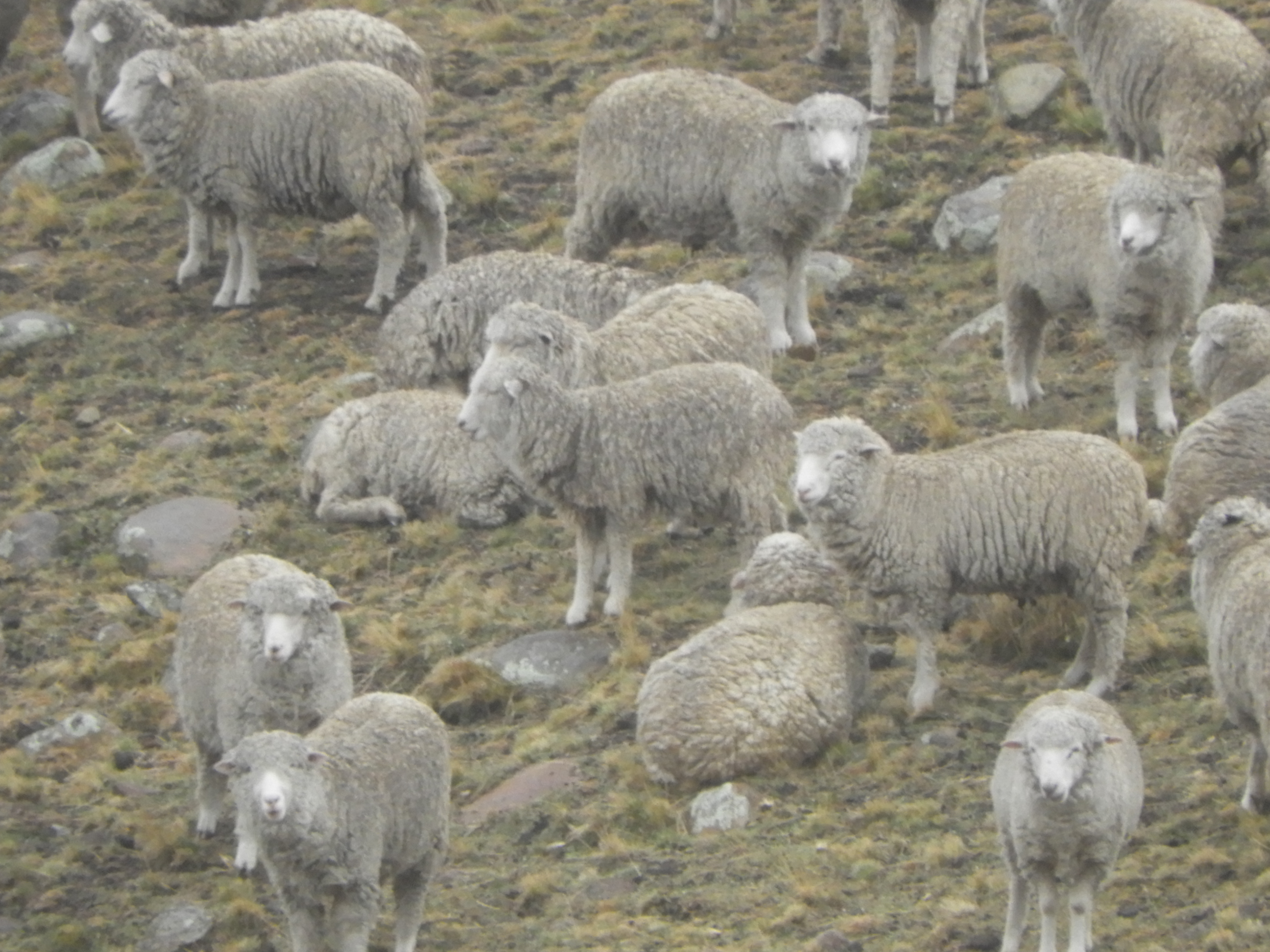 Venta de Ovino y Carneros