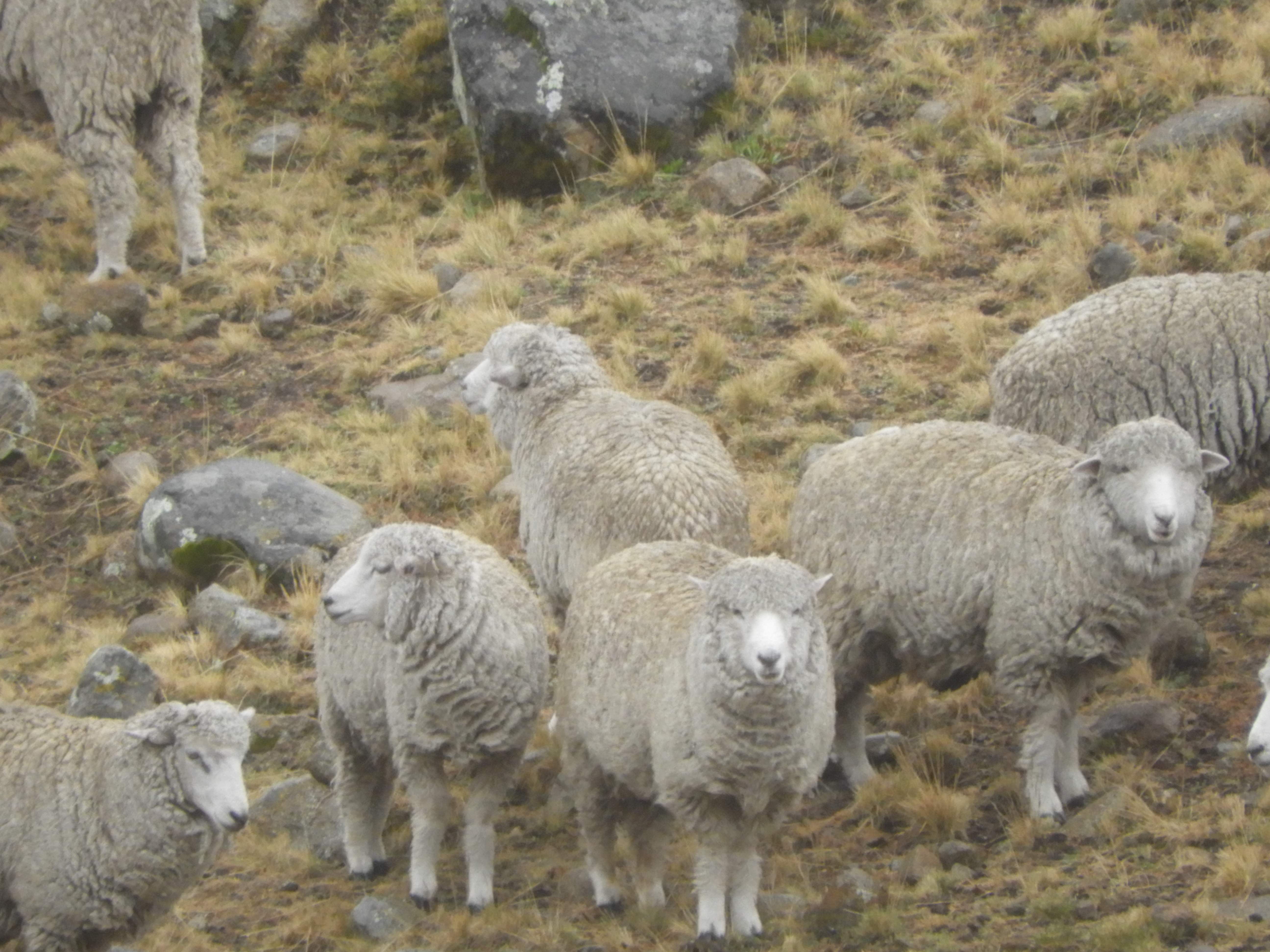 Venta de Lana de Ovino